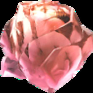 Meet your Posher, Gracie